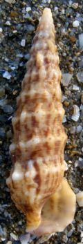 Cerithium haustellum